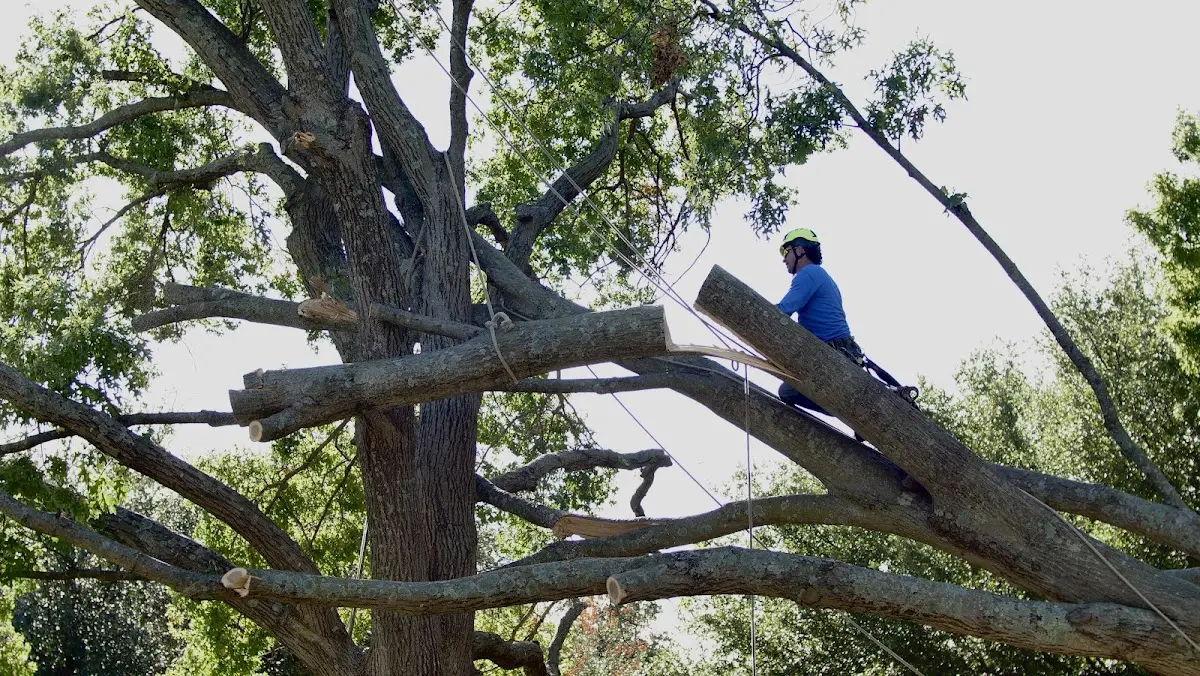 Professional Hazardous Tree Removal performed by certified arborists in Bridgeton